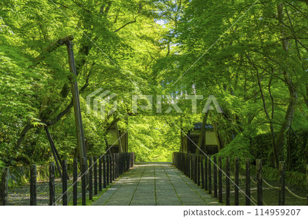 Kyoto Komyo-ji Temple (Ao Komyo-ji Temple) Green Maple Yakui-mon Gate Kyoto Komyo-ji Temple (Ao Komyo-ji Temple) Green Maple Yakui-mon Gate 114959207