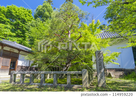 京都光明寺（青光明寺） 法然上人的毛松 114959220