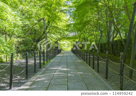 Kyoto Komyo-ji Temple (Awokomyo-ji Temple) Green maple leaves at the Yakui-mon Gate 114959242