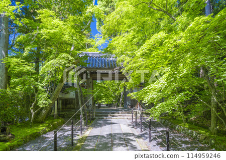 京都光明寺(青光明寺)藍楓藥門 京都光明寺(青光明寺)藍楓藥門 114959246