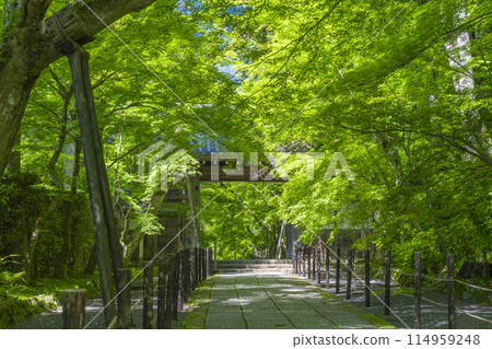 京都光明寺（青光明寺）藍楓藥門 114959248