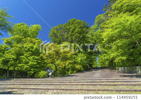 Kyoto Komyo-ji Temple (Ao Komyo-ji Temple) Women's Hill surrounded by fresh greenery Kyoto Komyo-ji Temple (Ao Komyo-ji Temple) Women's Hill surrounded by fresh greenery 114959255