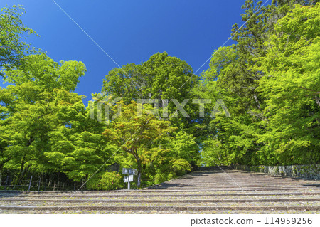 Kyoto Komyo-ji Temple (Ao Komyo-ji Temple) Women's Hill surrounded by fresh greenery Kyoto Komyo-ji Temple (Ao Komyo-ji Temple) Women's Hill surrounded by fresh greenery 114959256