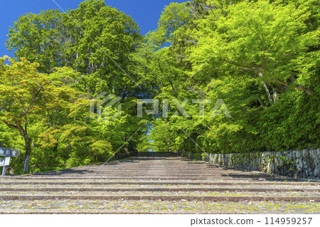 京都光明寺(阿王光明寺) 綠意盎然的女子之丘 京都光明寺(阿王光明寺) 綠意盎然的女子之丘 114959257