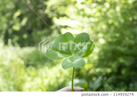 新鮮的綠色植物和四葉草 114959274