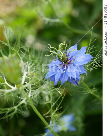 藍色Nigella花 114959598