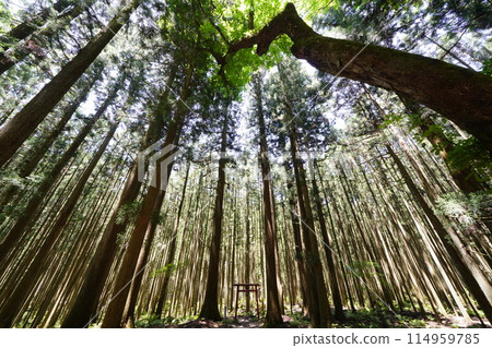 從天川村大正大權現社下方看到的杉林 114959785