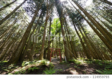 A view of the cedar forest from below, Tenkawa Village Daisho Daigongen Shrine 114959793