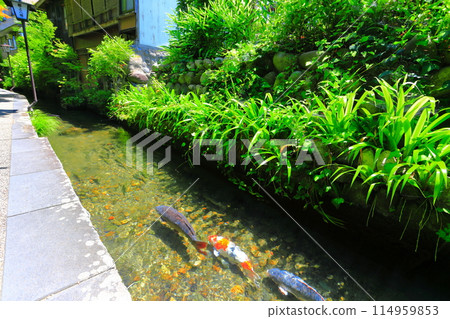 [Gifu Prefecture] Gujo Hachiman's Iwakomichi 114959853