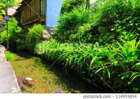 [Gifu Prefecture] Gujo Hachiman's Iwakomichi 114959854