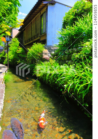 [Gifu Prefecture] Gujo Hachiman's Iwakomichi 114959855