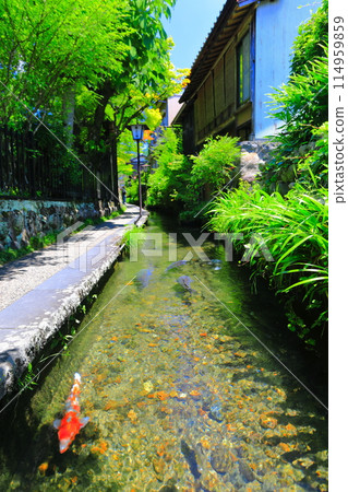 [Gifu Prefecture] Gujo Hachiman's Iwakomichi 114959859