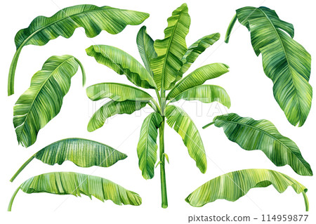 Banana palm leaves set, watercolor illustration tropical palm leaves isolated white background branch green leaf clipart Banana palm leaves set, watercolor illustration tropical palm leaves isolated white background branch green leaf clipart 114959877