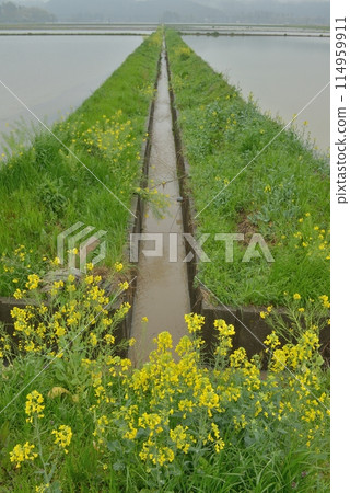 Cherry blossoms and rape blossoms on a rainy day in Isumi City, Chiba Prefecture 114959911