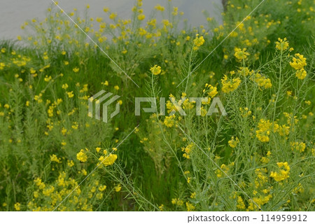 千葉縣夷隅市雨天的櫻花和油菜花 千葉縣夷隅市雨天的櫻花和油菜花 114959912