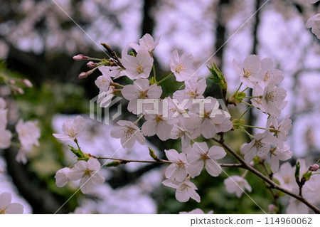 White cherry tree 114960062
