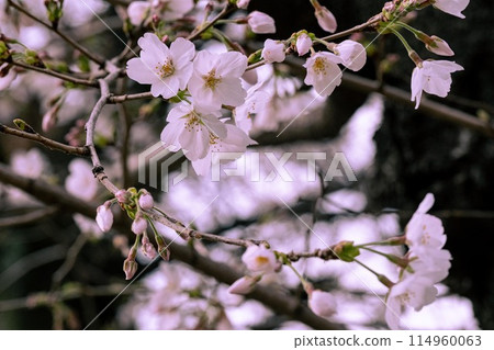Cherry blossoms in full bloom Cherry blossoms in full bloom 114960063