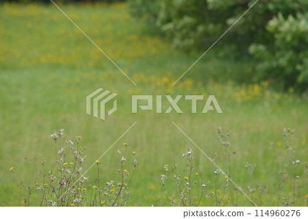 千葉縣船橋市，butana 灌木叢 114960276