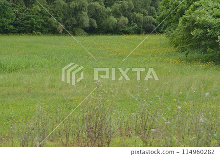 Funabashi City, Chiba Prefecture, Buta-nata clusters Funabashi City, Chiba Prefecture, Buta-nata clusters 114960282