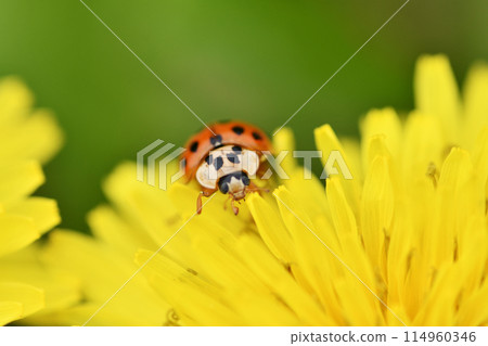 Dandelion ladybug 114960346
