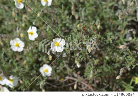 Common rockrose Common rockrose 114960884