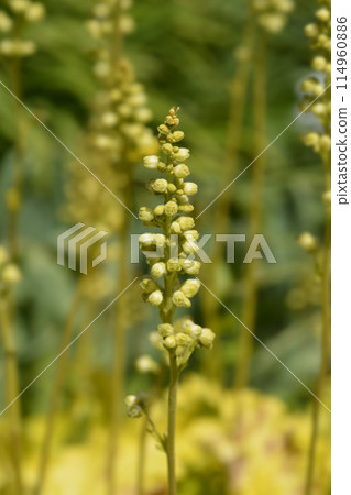 Coral Bells Electric Lime 114960886