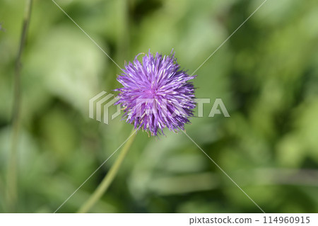 Single-flowered sawwort Single-flowered sawwort 114960915