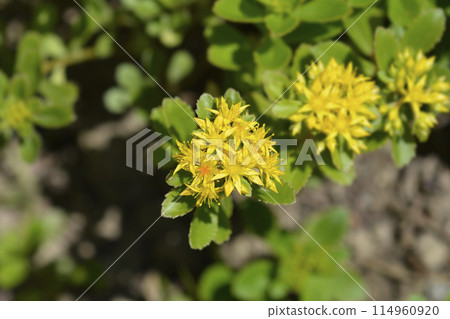Orange Stonecrop Weihenstephaner Gold 114960920