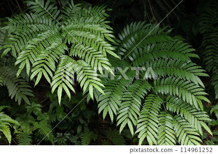 Nature Plants Nanyouryubintai, also known as "Narrow-leaved Ryubintai". It can be distinguished from similar species by the underside of the leaves. 114961252