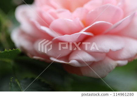 玫瑰花的特寫微距攝影 114961280