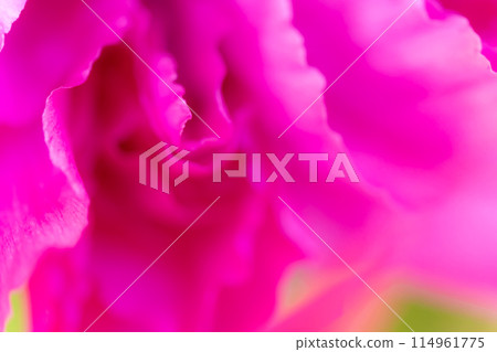 Petals/elegant background material 114961775