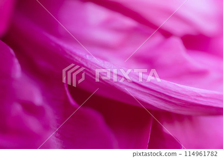 Petals/elegant background material Petals/elegant background material 114961782