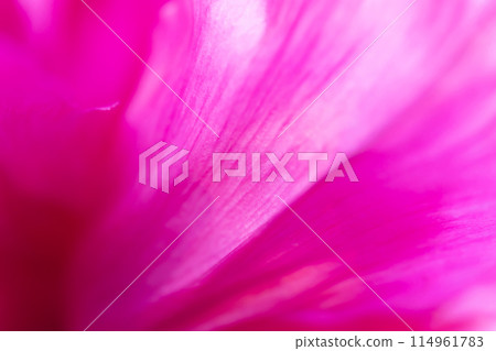 Petals/elegant background material 114961783
