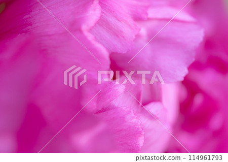 Petals/elegant background material 114961793