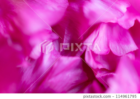 花瓣/雅華背景素材 花瓣/雅華背景素材 114961795