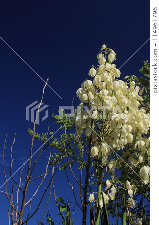 Atsukbama mika gallolan花 Atsukbama mika gallolan花 114961796