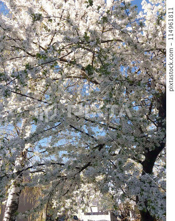 Blooming spring trees, bright green foliage, willow tree trunk, bottom-up photo 114961811