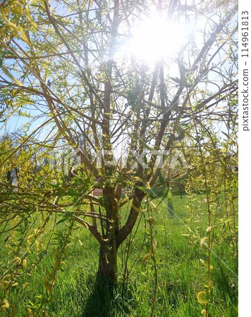 Blooming spring trees, bright green foliage, willow tree trunk, bottom-up photo 114961813