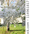 Blooming spring trees, apple and cherry flowers, white tree flowers, bright sun. 114961817