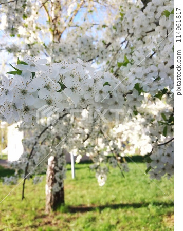 Blooming spring trees, apple and cherry flowers, white tree flowers, bright sun. Blooming spring trees, apple and cherry flowers, white tree flowers, bright sun. 114961817