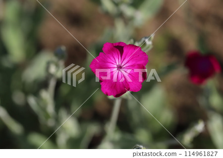 春天花園裡盛開的粉紅色水仙花 114961827