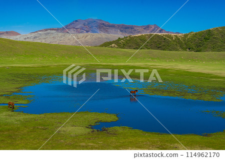 熊本縣阿蘇，春天的藍天和草千里濱海灘上吃草的馬匹 114962170