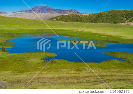 熊本縣阿蘇，春天的藍天和草千里濱海灘上吃草的馬匹 114962171