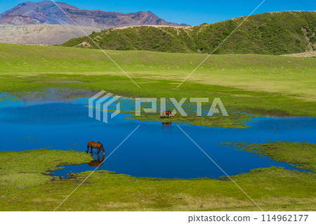 熊本縣阿蘇，春天的藍天和草千里濱海灘上吃草的馬匹 114962177