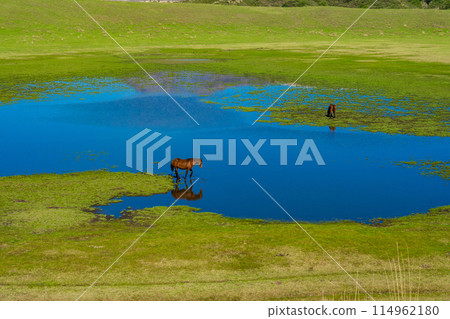 熊本縣阿蘇市：春天，馬兒在千里濱海灘吃草 114962180