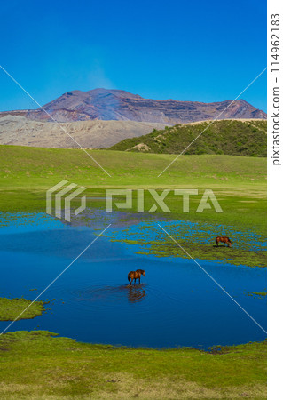 熊本縣阿蘇，春天的藍天和草千里濱海灘上吃草的馬匹 114962183