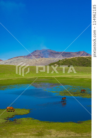 熊本縣阿蘇，春天的藍天和草千里濱海灘上吃草的馬匹 114962185