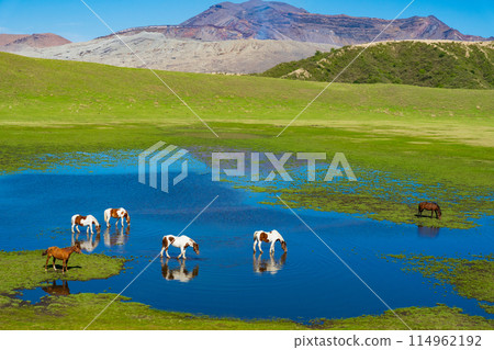 Aso, Kumamoto Prefecture: Spring blue skies and horses grazing on Kusasenri Beach Aso, Kumamoto Prefecture: Spring blue skies and horses grazing on Kusasenri Beach 114962192