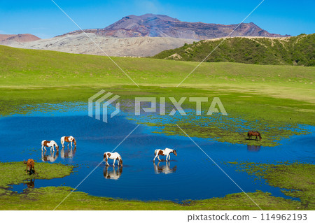 Aso, Kumamoto Prefecture: Spring blue skies and horses grazing on Kusasenri Beach 114962193