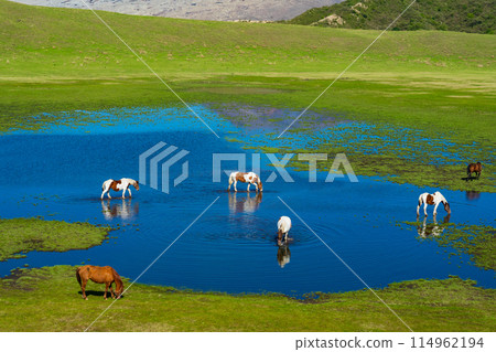 熊本縣阿蘇市：春天，馬兒在千里濱海灘吃草 114962194